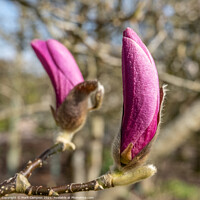 Buy canvas prints of Pink Magnolia Tree Flower Buds by Mark Campion