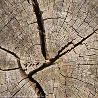 Buy canvas prints of Ancient tree stump cross section by Mark Campion