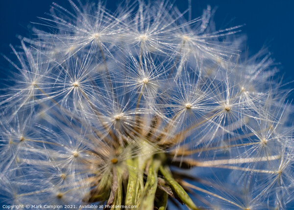Dandelion Clock in the Sky Picture Board by Mark Campion