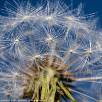 Buy canvas prints of Dandelion Clock in the Sky by Mark Campion