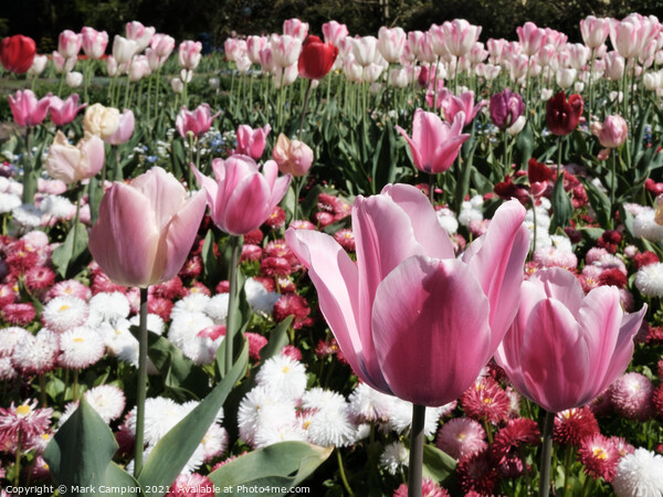 Pink Tulips Picture Board by Mark Campion