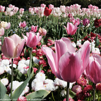 Buy canvas prints of Pink Tulips by Mark Campion