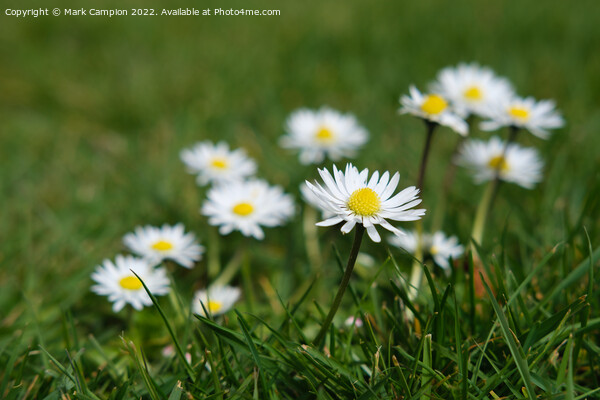 Fresh as a Daisy Picture Board by Mark Campion