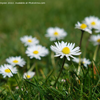 Buy canvas prints of Fresh as a Daisy by Mark Campion