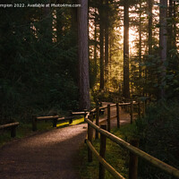 Buy canvas prints of Morning sun in the forest by Mark Campion