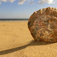 Buy canvas prints of Swansea Oyster Shell by Mark Campion
