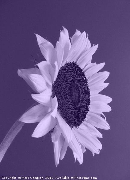 Purple Sunflower Picture Board by Mark Campion