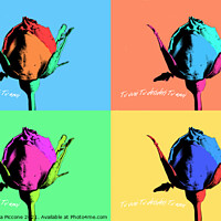 Buy canvas prints of Four coloured rosebuds, boccioli di rosa colorati by Donatella Piccone