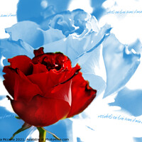 Buy canvas prints of Red rose with blue petals, rosa rossa con petali blu by Donatella Piccone