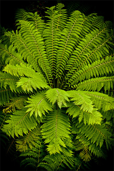 Giant green fern Picture Board by Mark Llewellyn