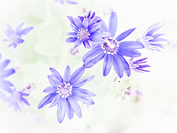 Faded blue flowers Picture Board by Mark Llewellyn