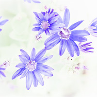 Buy canvas prints of Faded blue flowers by Mark Llewellyn