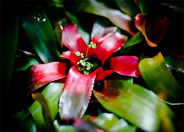 Red Bromeliad Picture Board by Mark Llewellyn