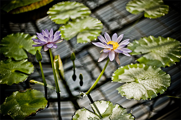 Purple Water Lily Picture Board by Mark Llewellyn