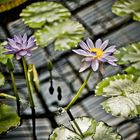 Buy canvas prints of Purple Water Lily by Mark Llewellyn