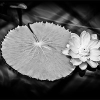 Buy canvas prints of Sunlit Water Lily by Mark Llewellyn