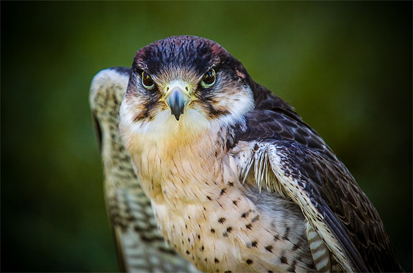 Peregrine Falcon Picture Board by Mark Llewellyn
