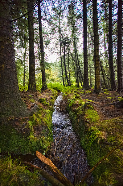 Scottish Woodland Stream Picture Board by Mark Llewellyn