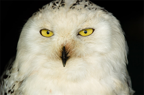 Snowy Owl Picture Board by Mark Llewellyn