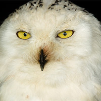 Buy canvas prints of Snowy Owl by Mark Llewellyn
