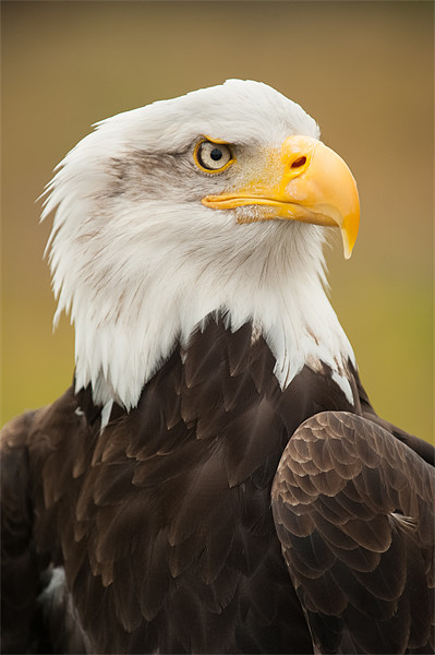 Bald Eagle Picture Board by Mark Llewellyn