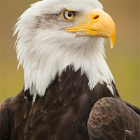 Buy canvas prints of Bald Eagle by Mark Llewellyn