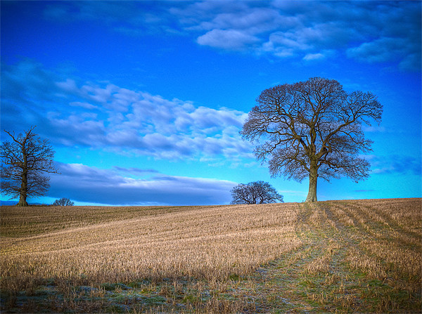 Winter Field with Tree Picture Board by Mark Llewellyn