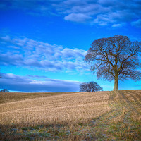 Buy canvas prints of Winter Field with Tree by Mark Llewellyn