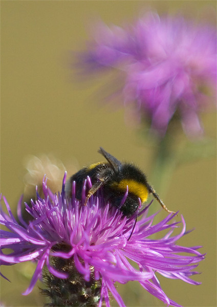 Busy Bee Picture Board by Mark Llewellyn