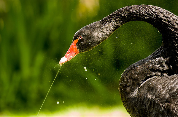 Black Swan Picture Board by Mark Llewellyn