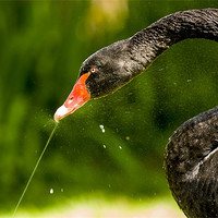 Buy canvas prints of Black Swan by Mark Llewellyn