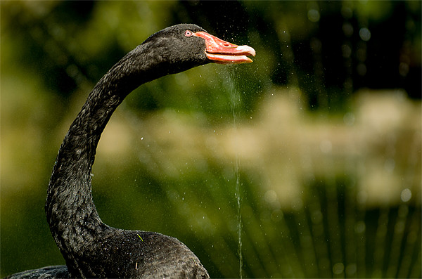 Black Swan Picture Board by Mark Llewellyn