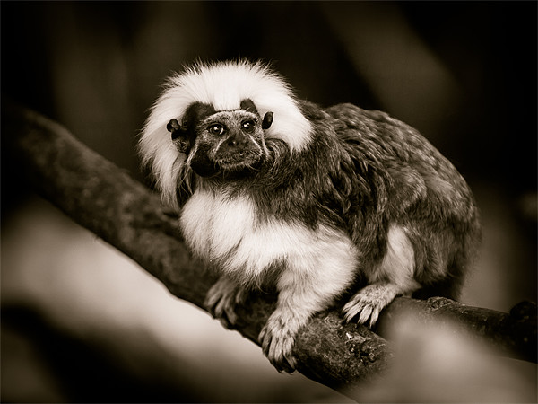 Cotton Top Tamarin Picture Board by Mark Llewellyn