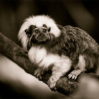 Buy canvas prints of Cotton Top Tamarin by Mark Llewellyn
