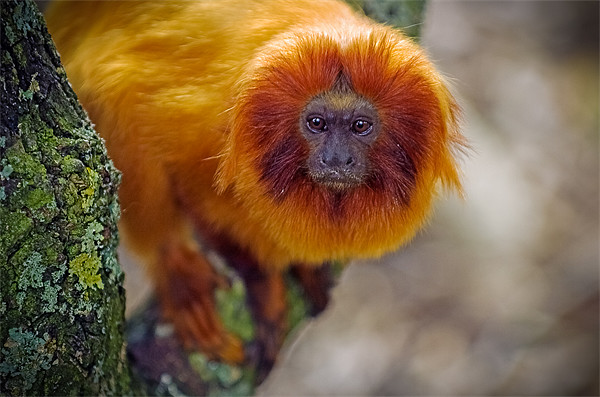 Golden Lion Tamarin Picture Board by Mark Llewellyn