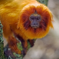 Buy canvas prints of Golden Lion Tamarin by Mark Llewellyn