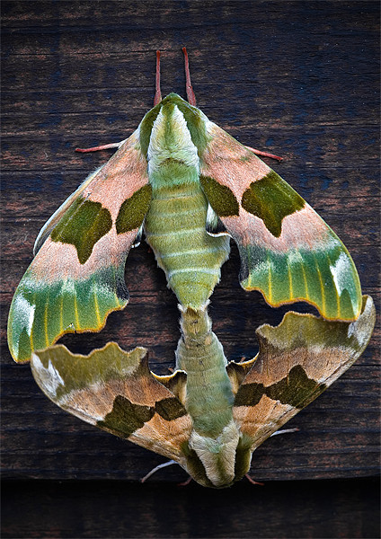 Lime Hawk Moths Picture Board by Mark Llewellyn