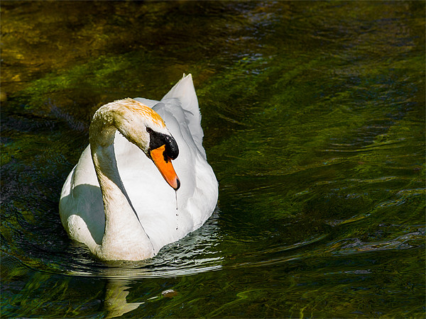 Mute Swan Picture Board by Mark Llewellyn