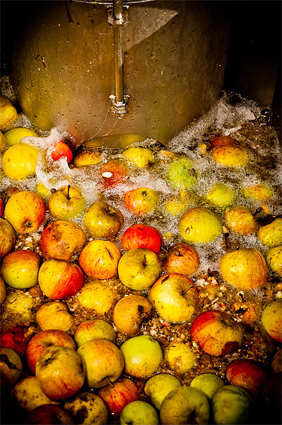 Washing Cider Apples Picture Board by Mark Llewellyn