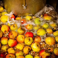 Buy canvas prints of Washing Cider Apples by Mark Llewellyn
