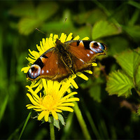 Buy canvas prints of Peacock Butterfly by Mark Llewellyn