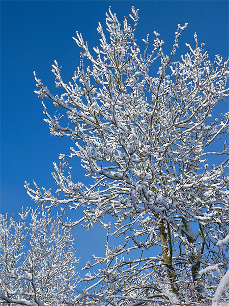 Snow Tree Picture Board by Mark Llewellyn