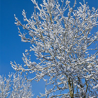 Buy canvas prints of Snow Tree by Mark Llewellyn