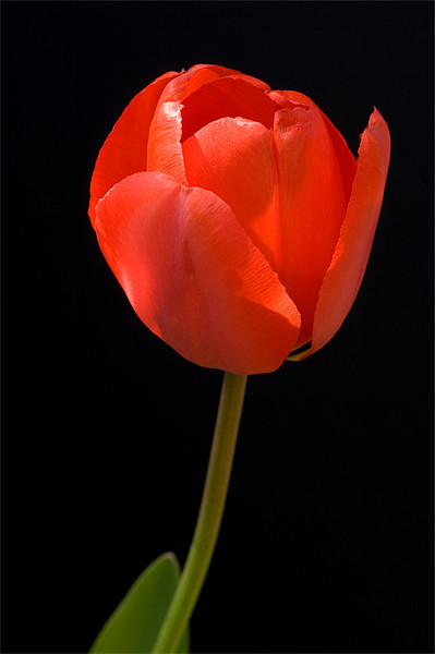Red Tulip Picture Board by Mark Llewellyn