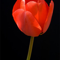Buy canvas prints of Red Tulip by Mark Llewellyn