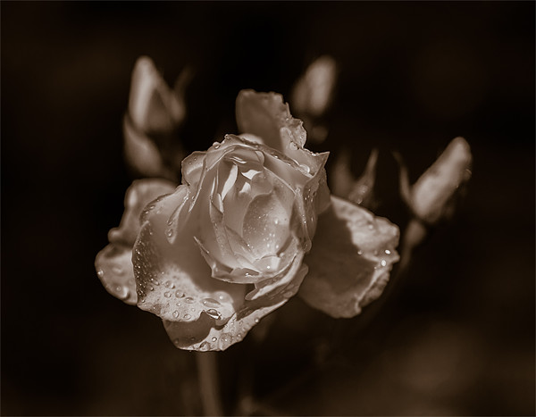 Sepia Rose Picture Board by Mark Llewellyn