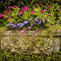 Buy canvas prints of Planter by Mark Llewellyn
