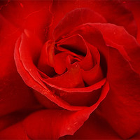 Buy canvas prints of Valentine Rose by Mark Llewellyn
