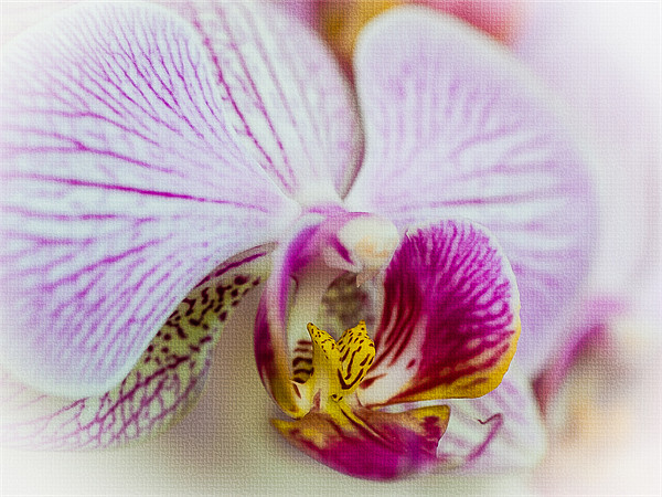 Pink Orchid Picture Board by Mark Llewellyn