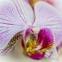 Buy canvas prints of Pink Orchid by Mark Llewellyn
